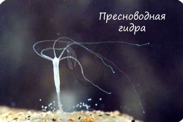 Магазины наркотиков
