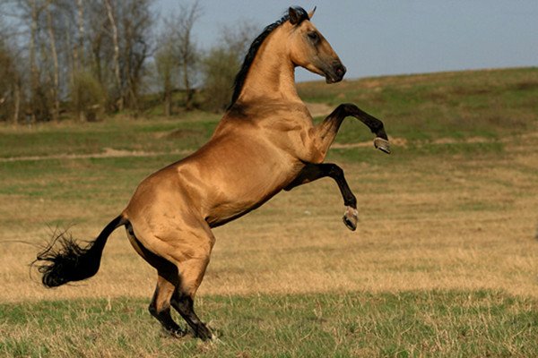 Ссылки для tor